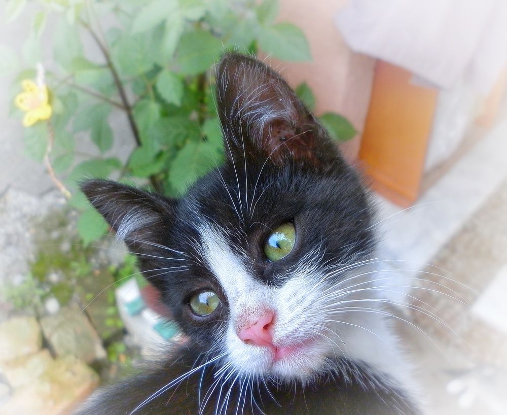 Photograph by Алла Холодова