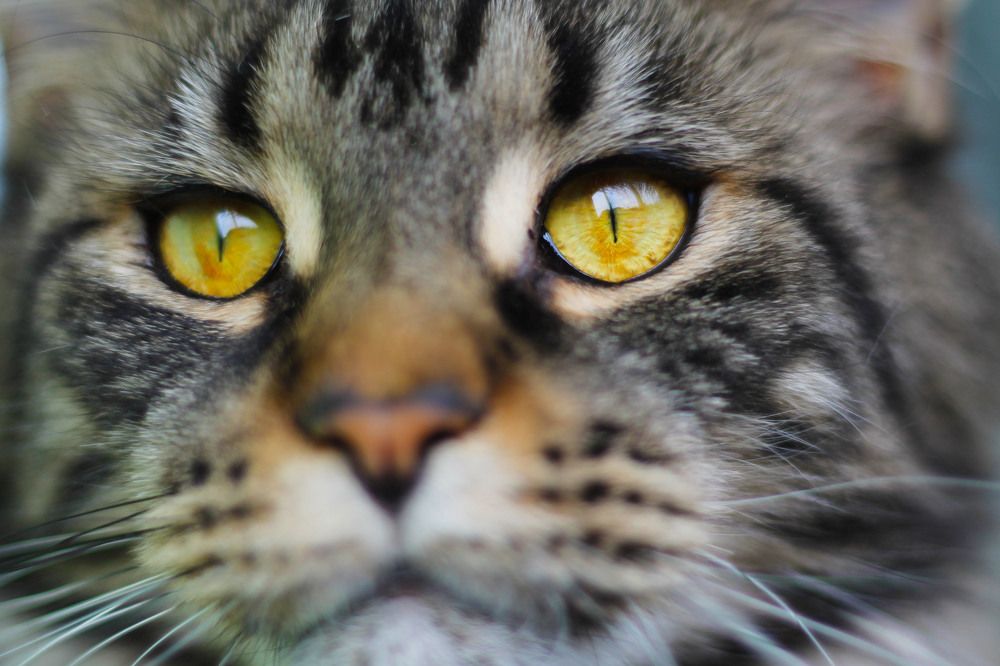 Photograph by Ирина Мамонова