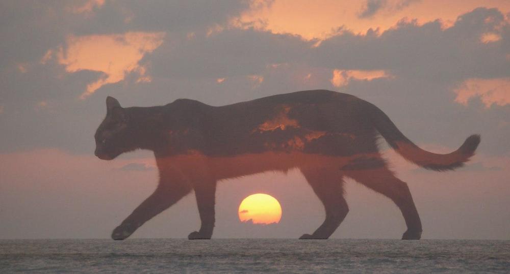Закатный кот