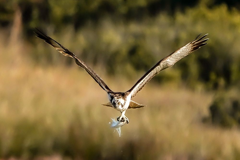 Osprey fishing