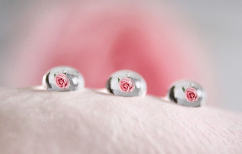 Роза в капле