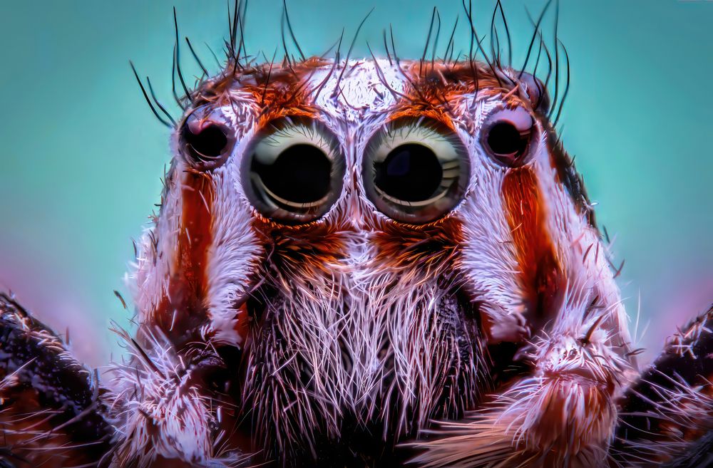 Photograph by Anas Shalash