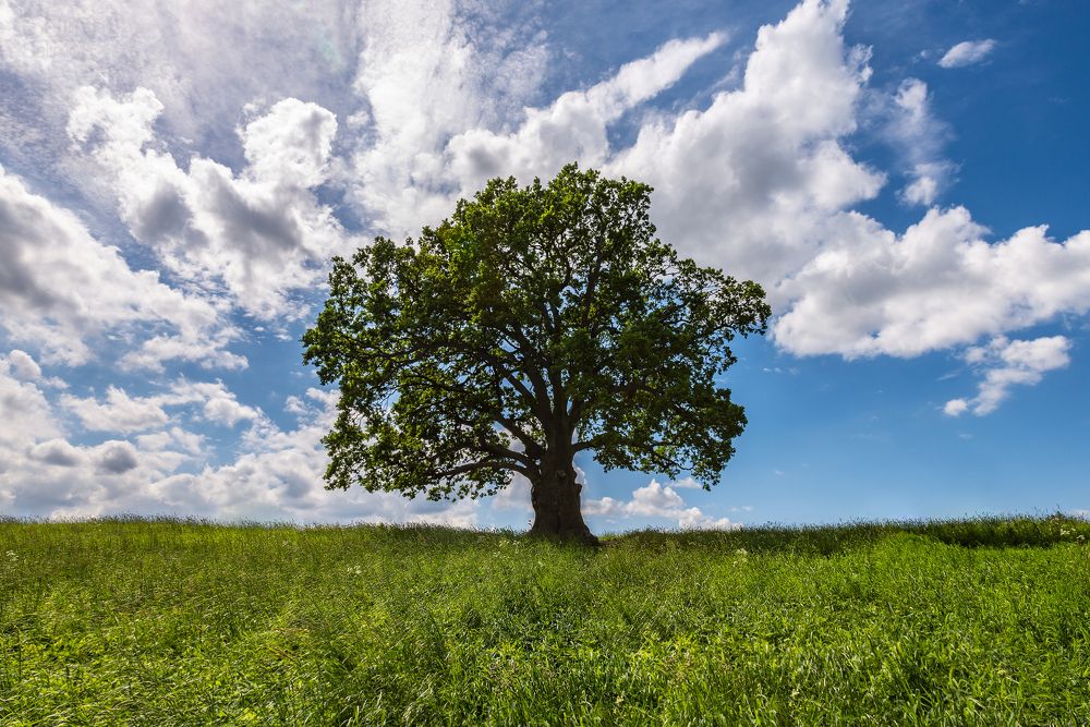 Photograph by Илькин Салимов