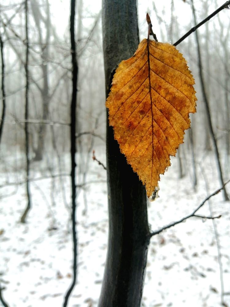 Photograph by Ana Creanga