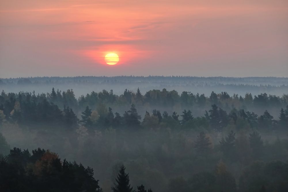 Лесные просторы