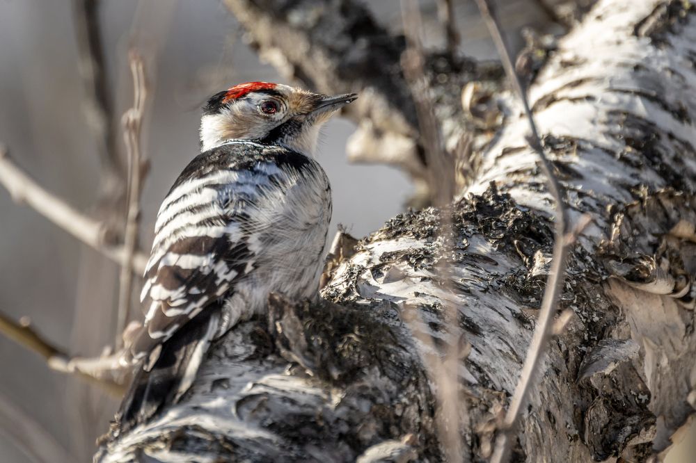 Photograph by Aurelijus Norvaisas