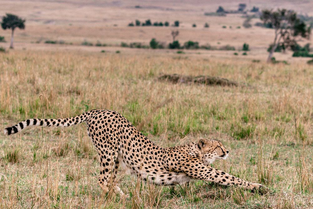 Stretchy Cheetah