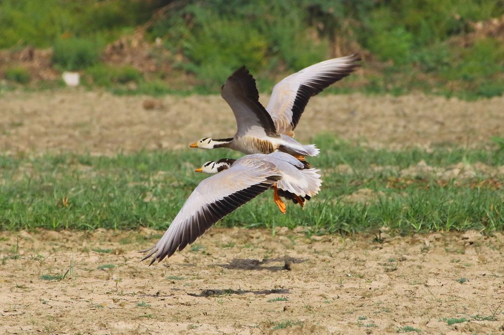 Bar-headed Geese