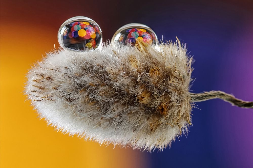 Photograph by António Manuel de Pereira