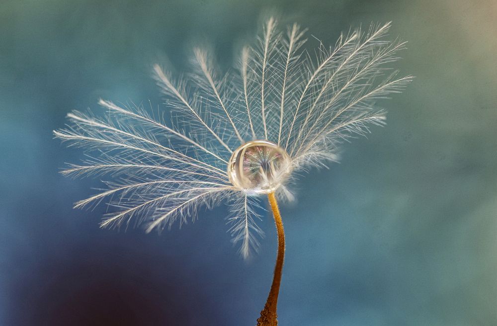 Photograph by António Manuel de Pereira