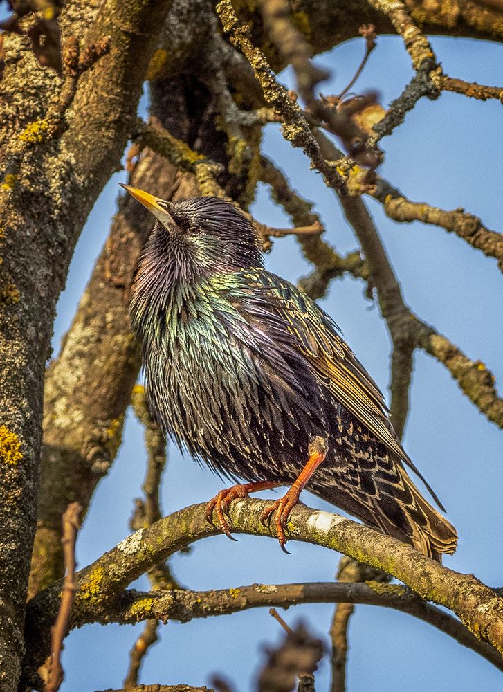 Весеннее солнышко