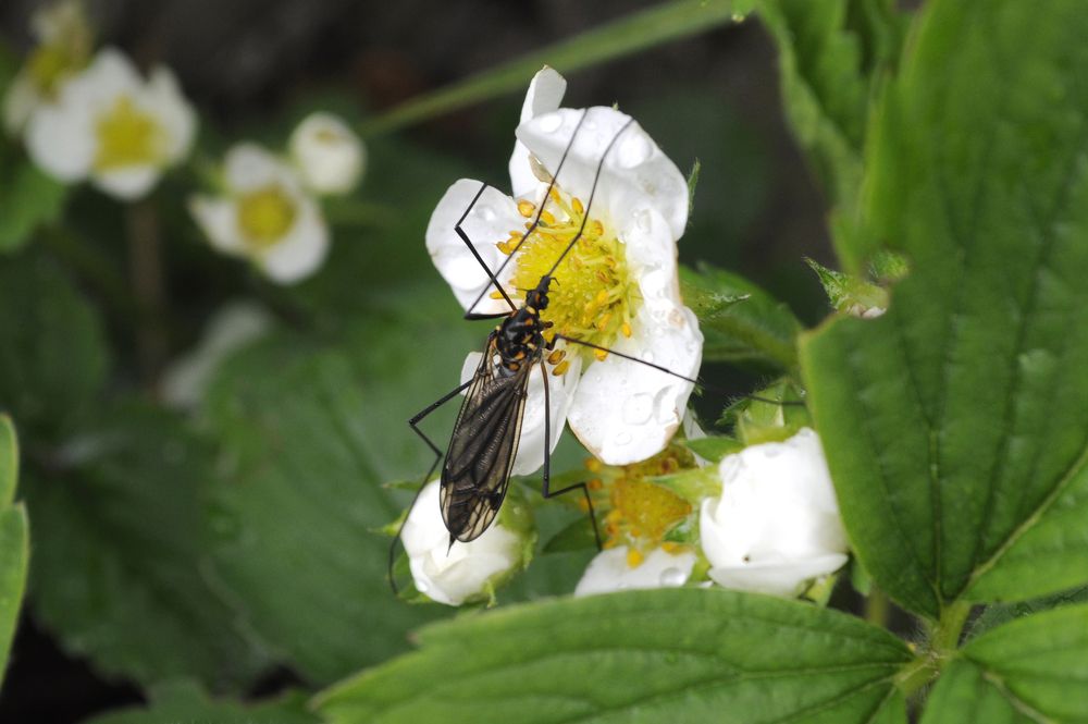 Фотография автора Николай Семенец