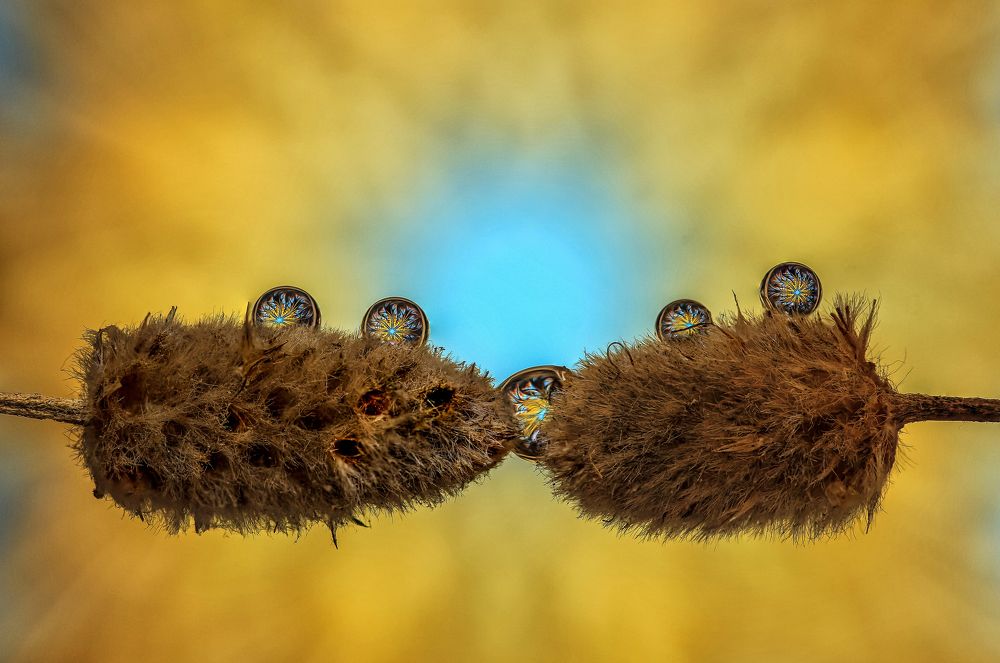 Photograph by António Manuel de Pereira