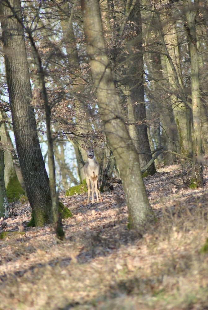 Photograph by Ciornei Simona Maria