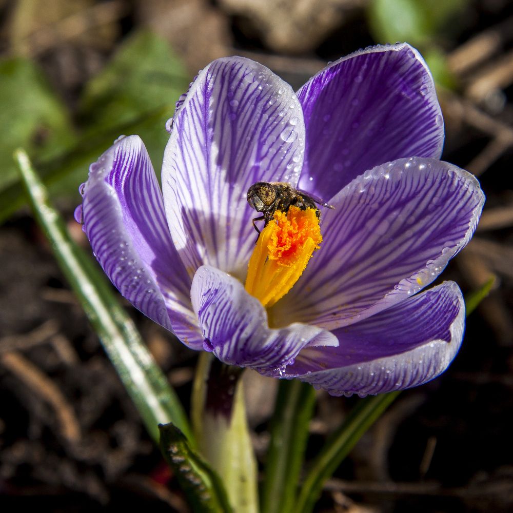 Сборщик нектара