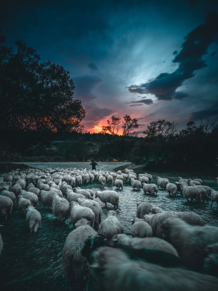 The silence of the Lambs