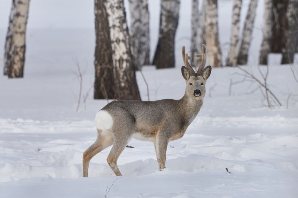 Photograph by Игорь Травкин