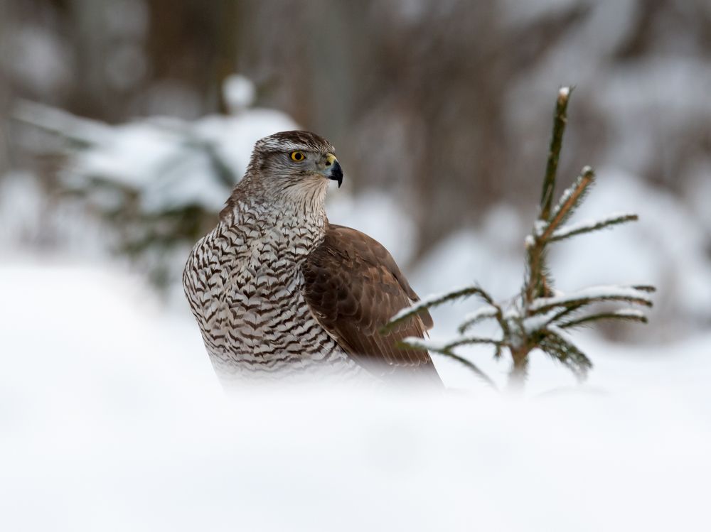 sparrowhawk in winter