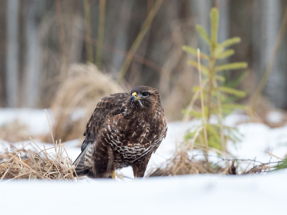 Buteo buteo in winter