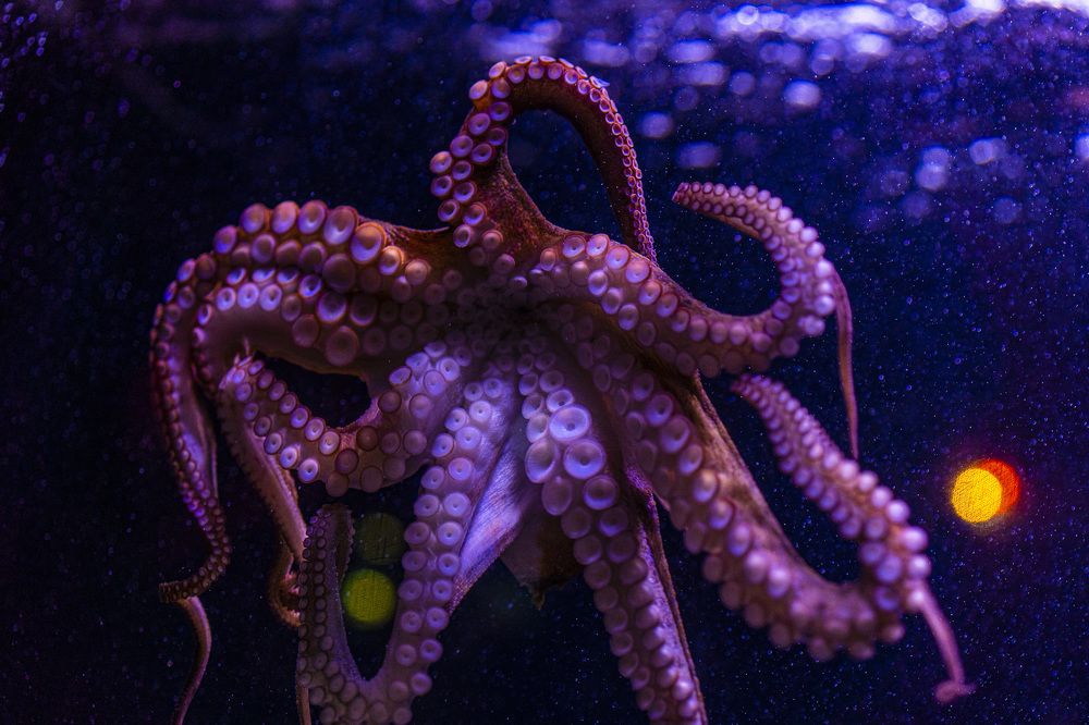 Photograph by Bijaya Lamichhane Jaisi