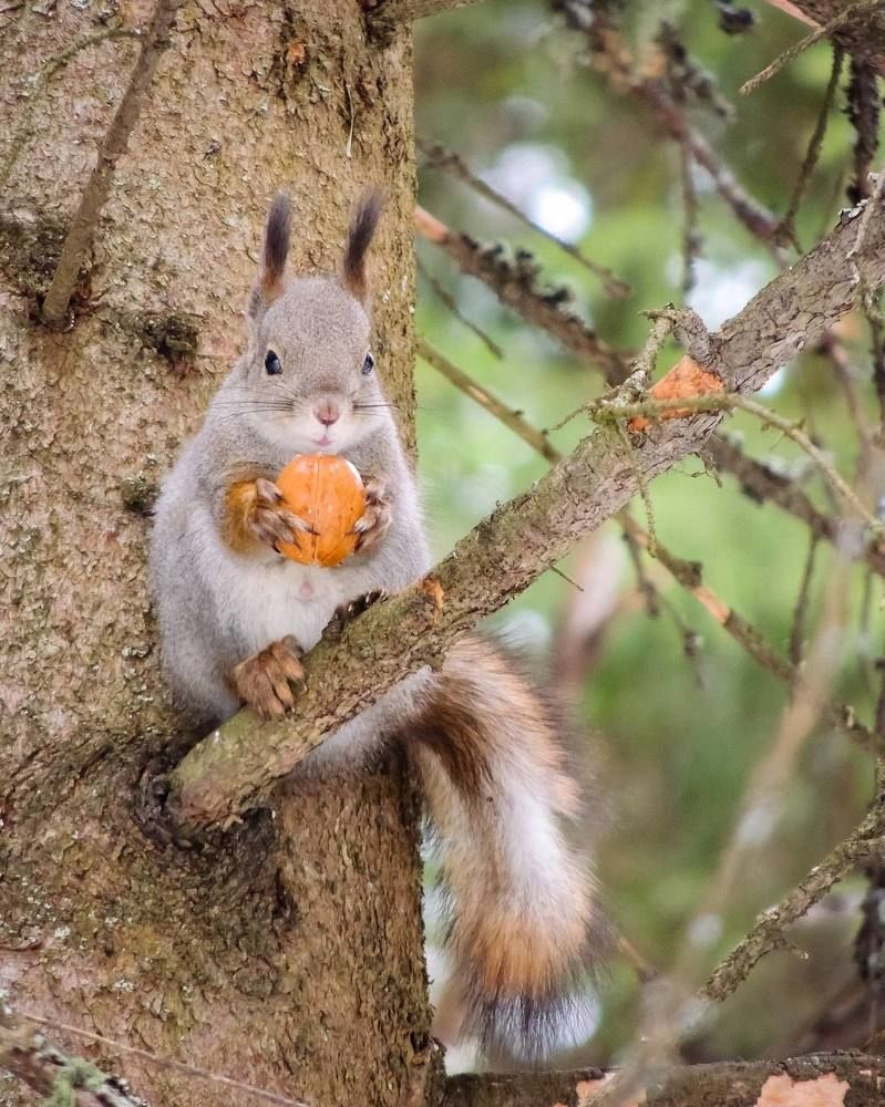 Белка и орех