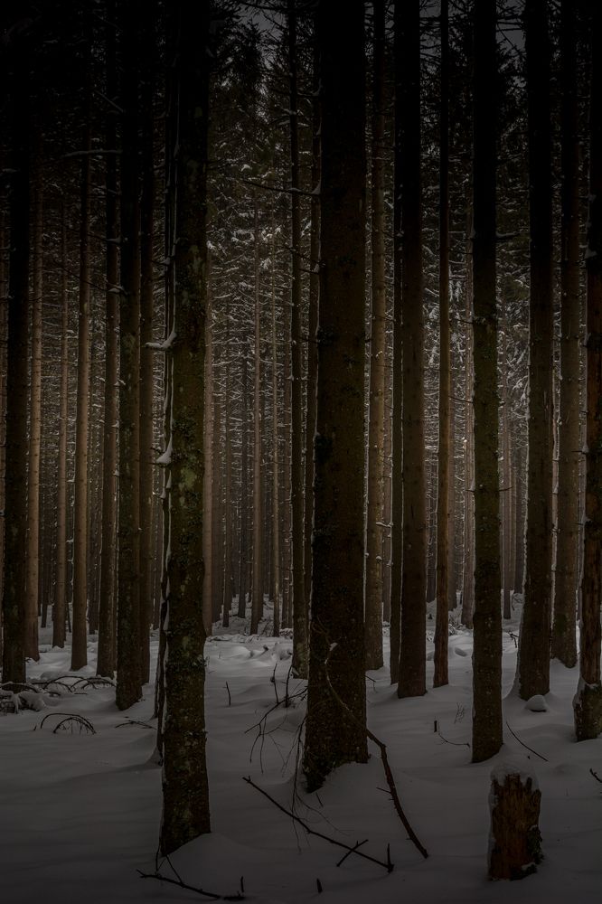 Photograph by Lionel Thenadey