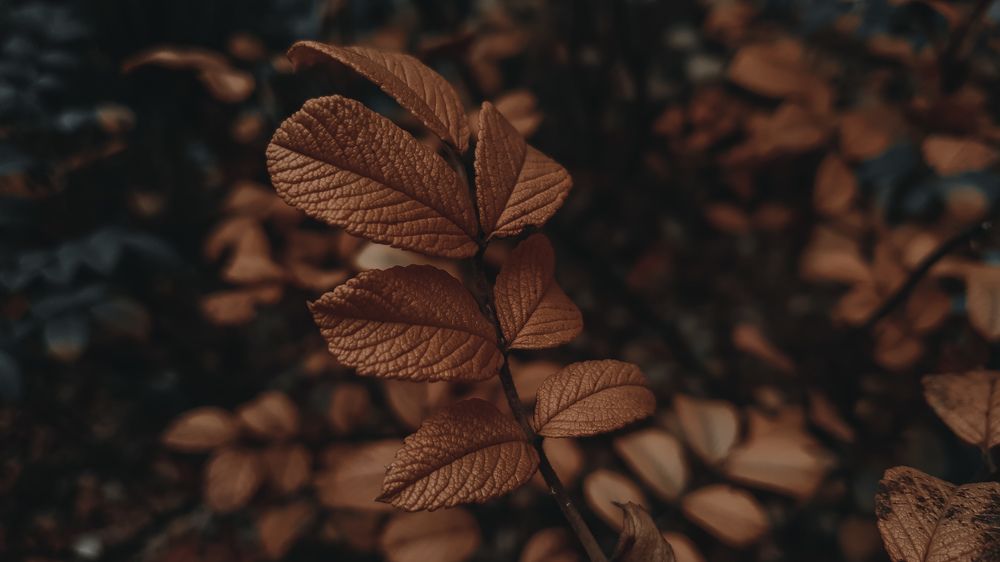 Photograph by Виктор Литошик