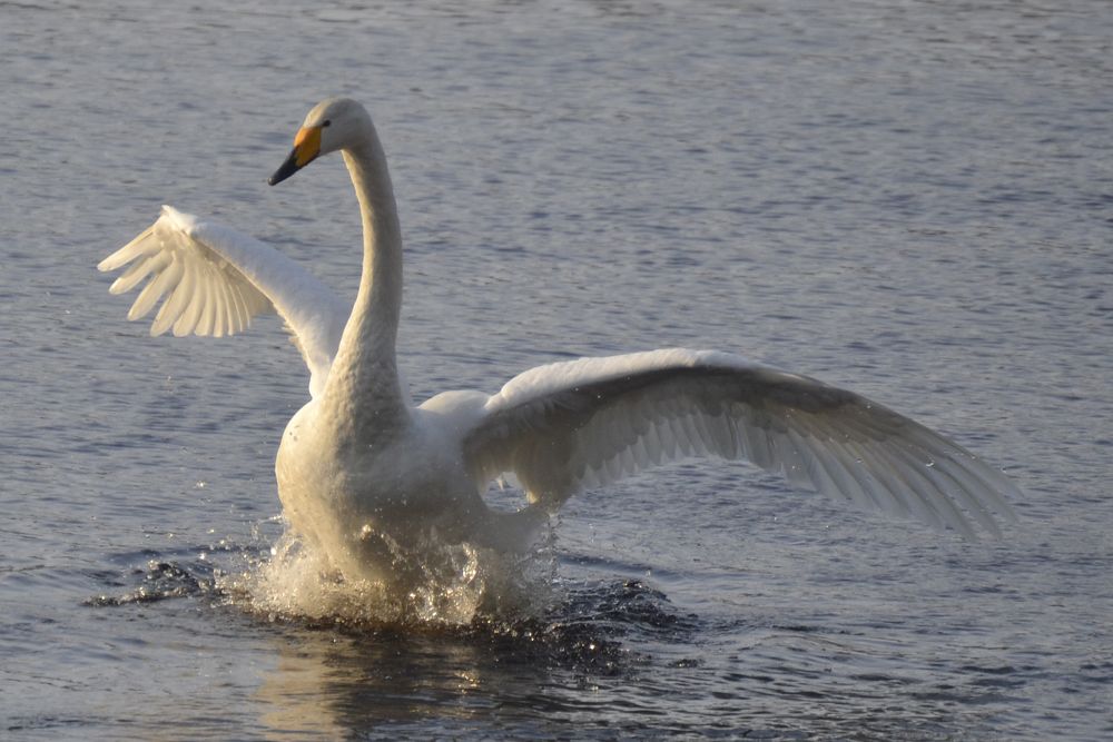 Swan,  Kajaani,Finland