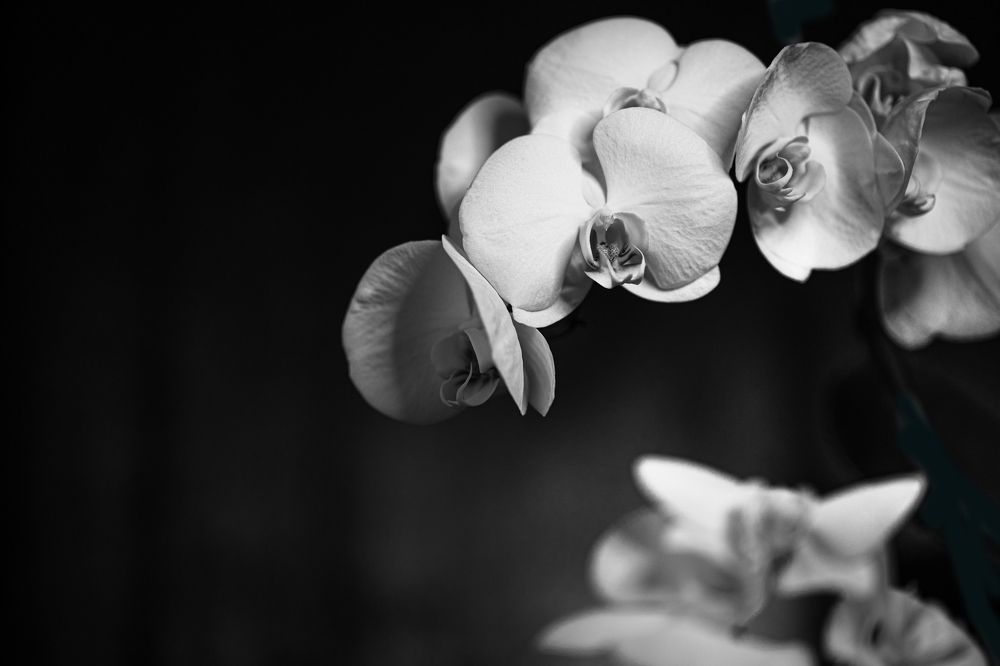 Photograph by Viktoria Todorova Angelova