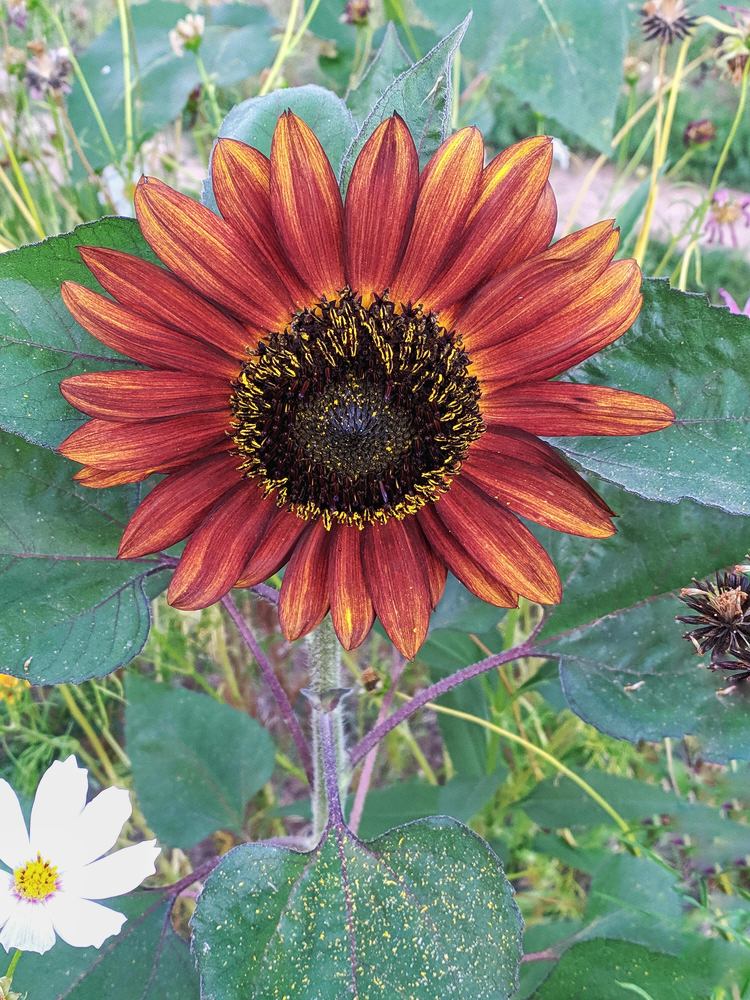 Photograph by Александра Яценко