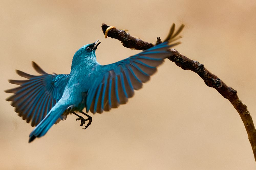 Фотография автора Maurice Leung