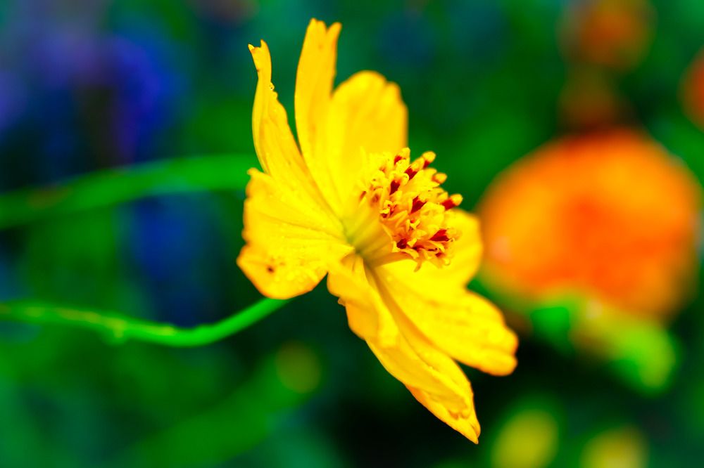 Фотография автора Ahmed ABOUISSA