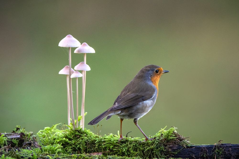 Photograph by Joško Šimic