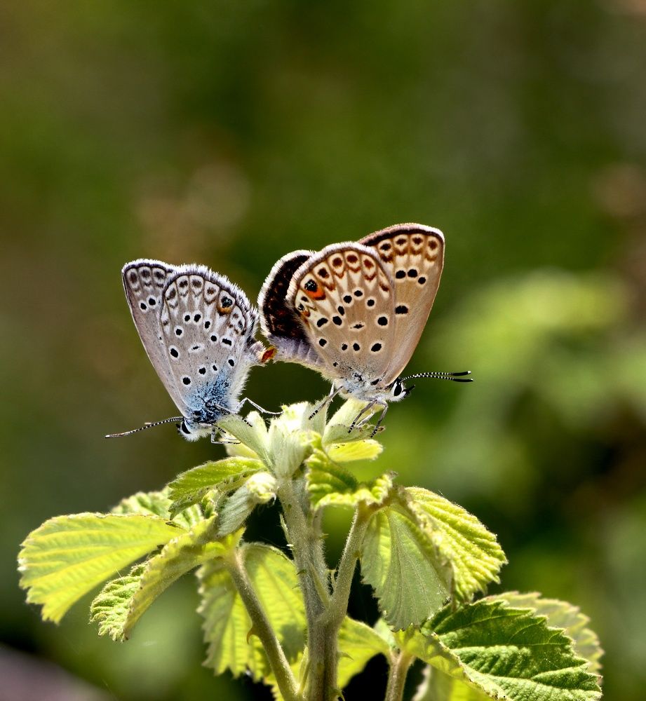 Photograph by Sherko Bahmani