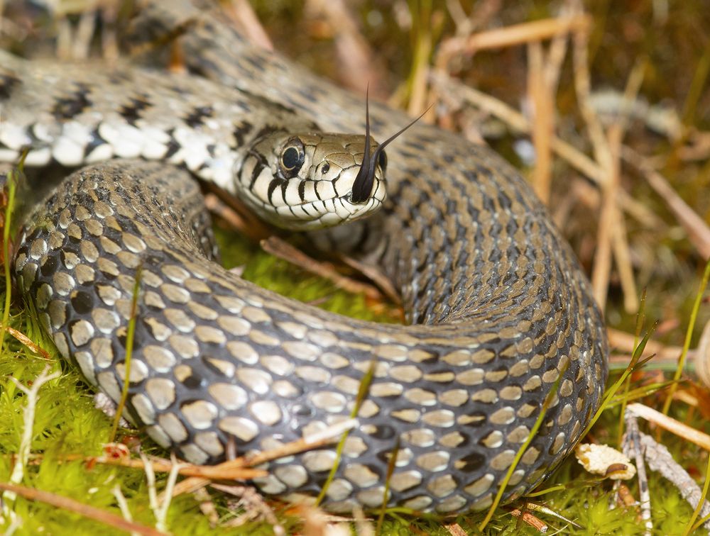 Photograph by M.Mestanov