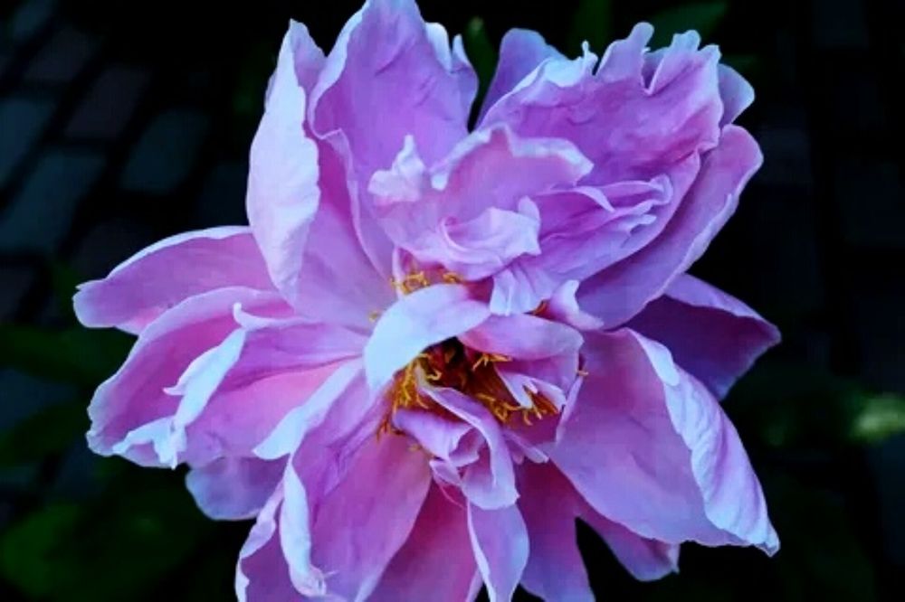 Photograph by Ярослав Шадрин