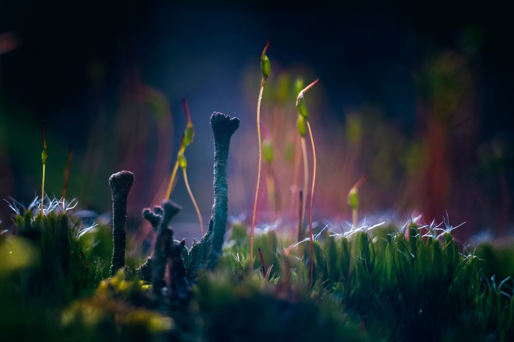 Фотография автора NIghtdream