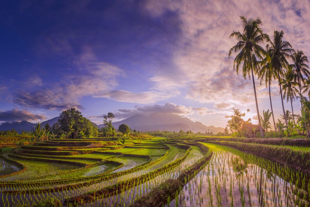 the beauty of the foggy morning panorama with sunrise and rice fields