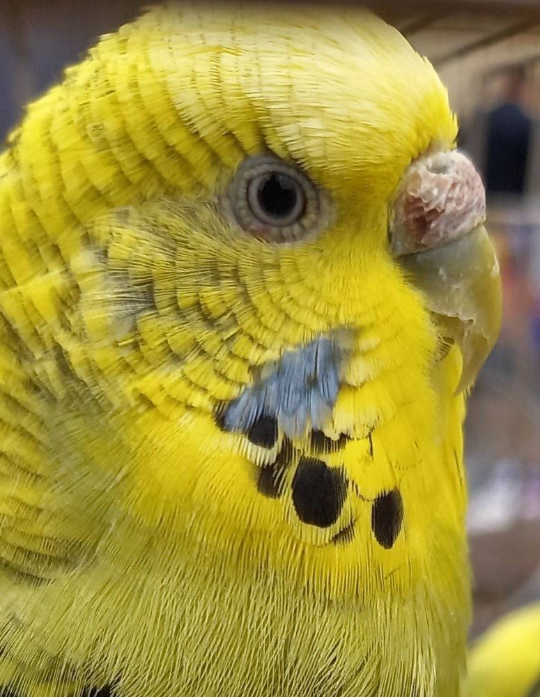 Золотой попугайчик