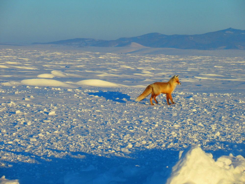 Photograph by Ольга Харламова