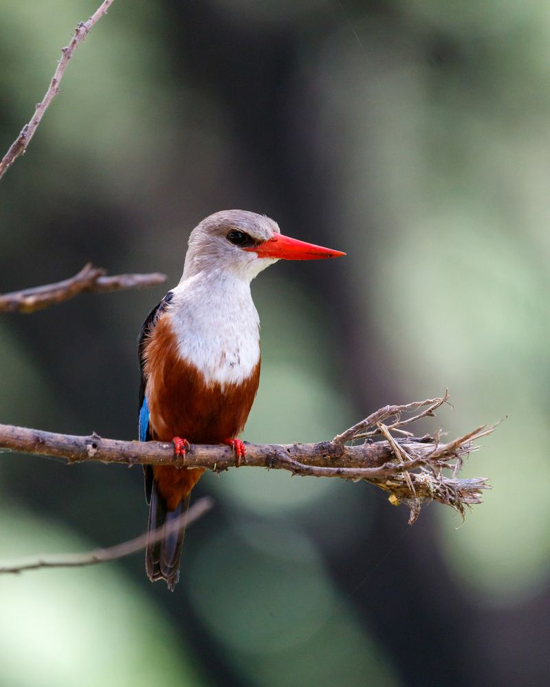Grey-headed kingfisher
