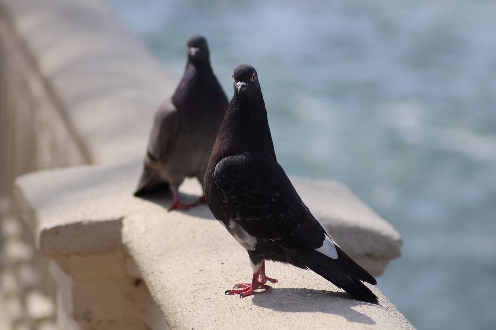 Элегантные птицы.