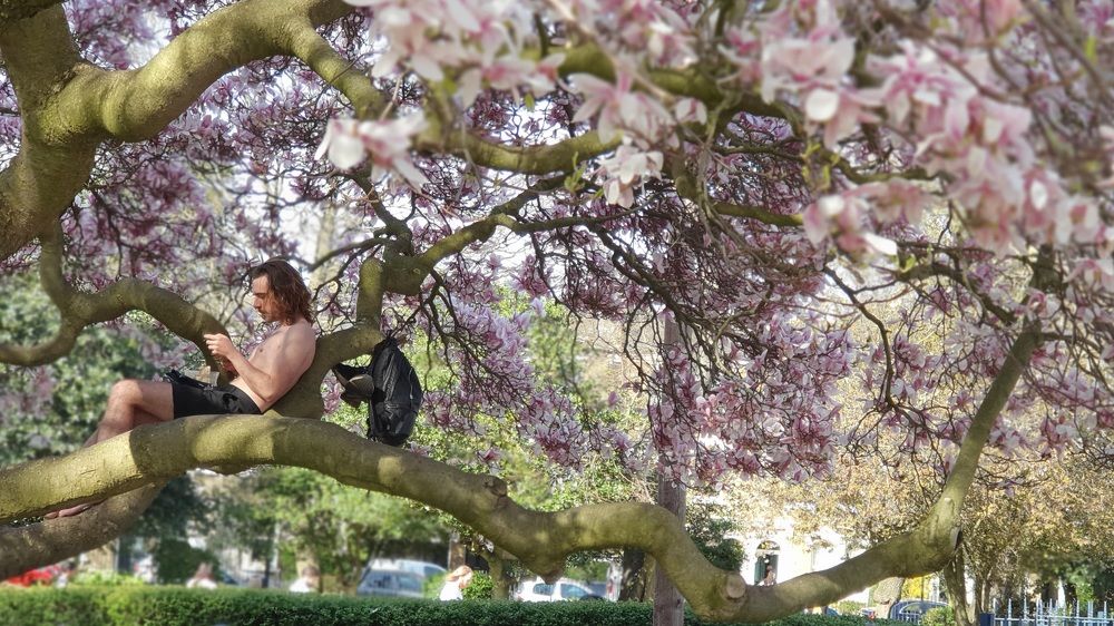 Однажды в ветвях цветущей магнолии.