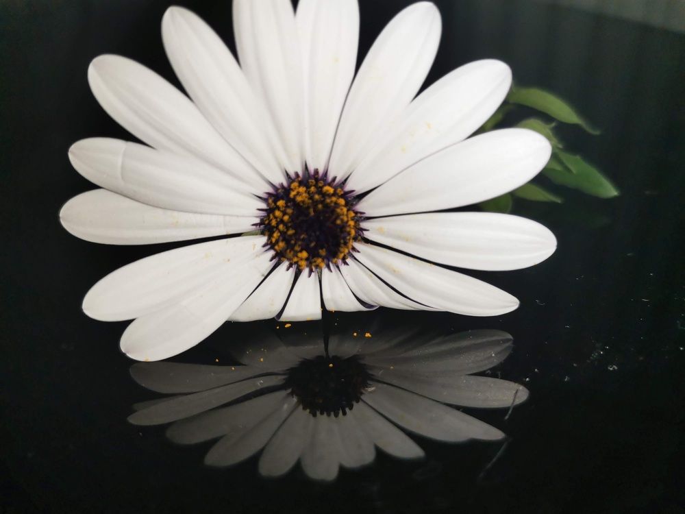 Photograph by Skei skei