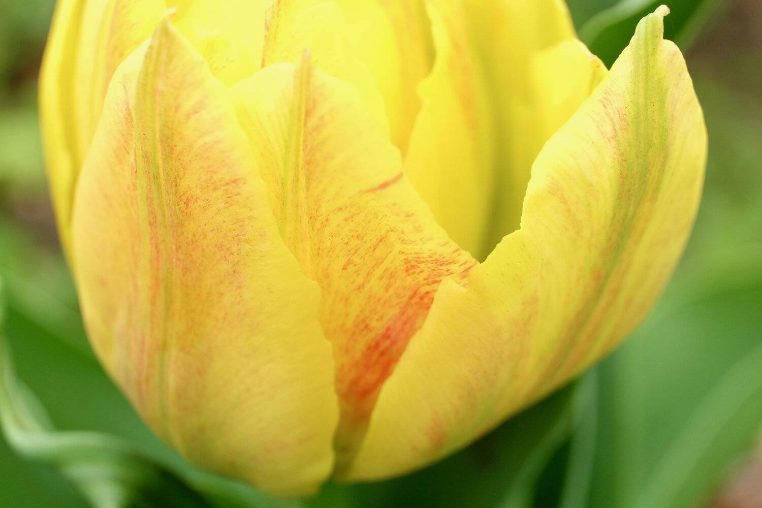 Tulip Time