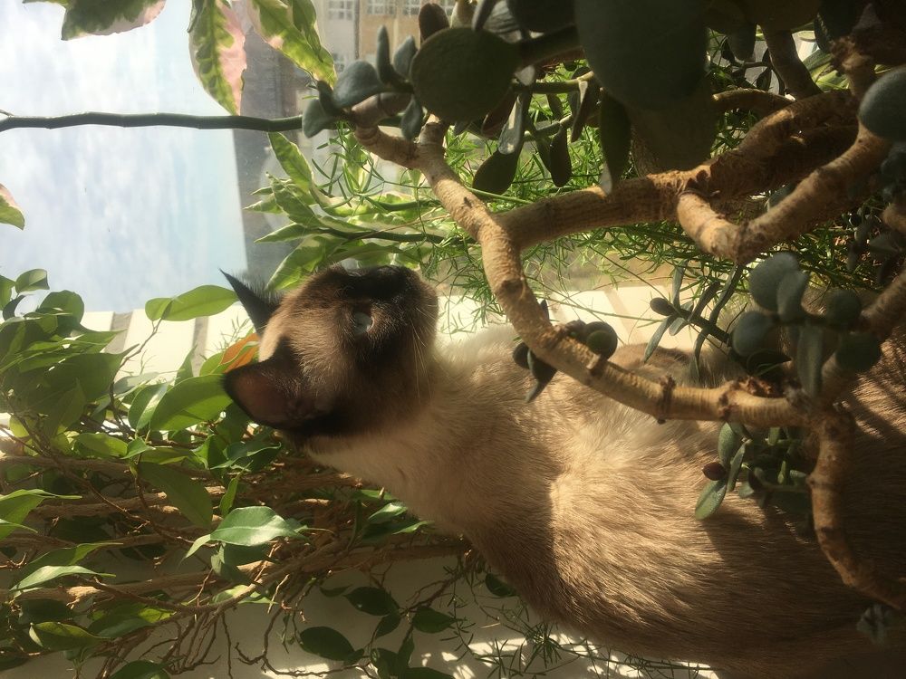 Фотография автора Арина Мясникова