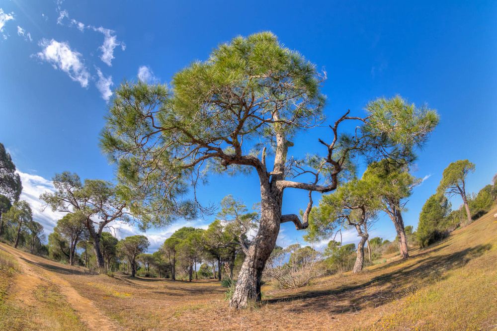 Forest in the city of Matagavt.