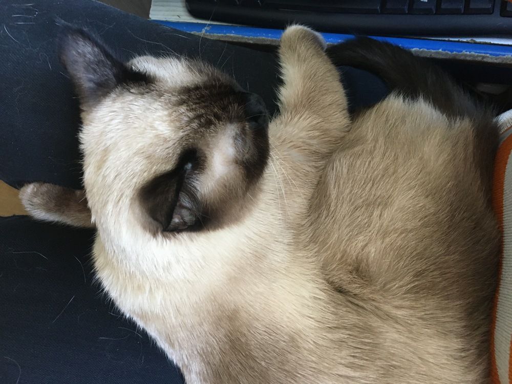 Фотография автора Арина Мясникова