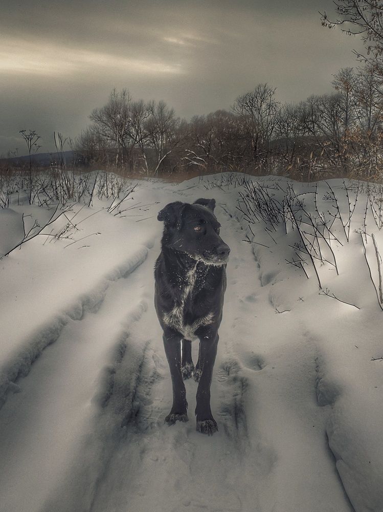 Собака Баскервилей