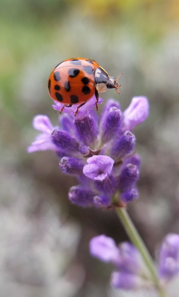 Photograph by Inna Kabanovich